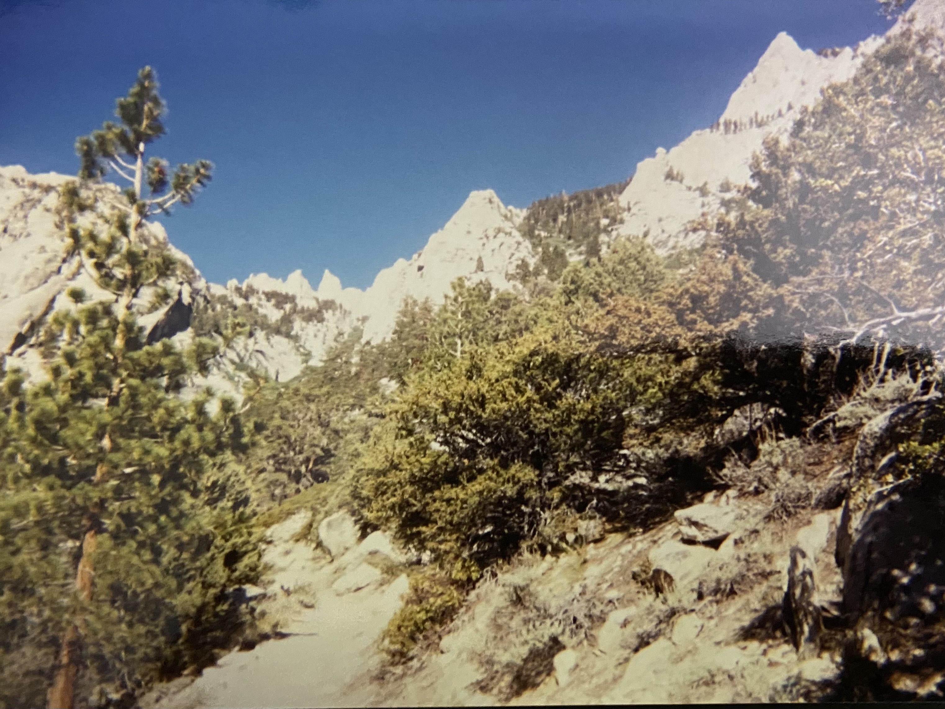 Looking up the Whitney Portal drainage from near the trailhead: Jeffrey pines and manzanita in the foreground, white granite spires and the crest above.
